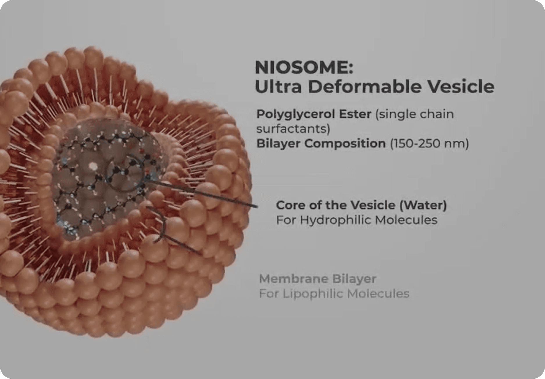 Ingredients section image